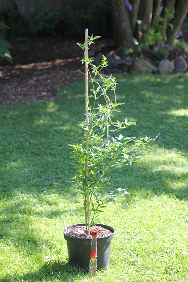 Piment aiguille 2606.JPG