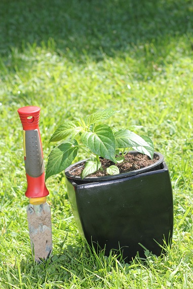 Piment Tsy lany 2606.JPG