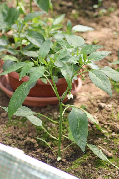 Piment Chile de Puebla 2806.JPG