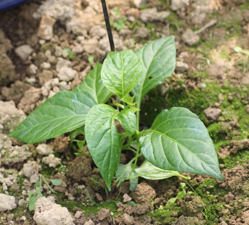 Tsy lany terre 2806.JPG