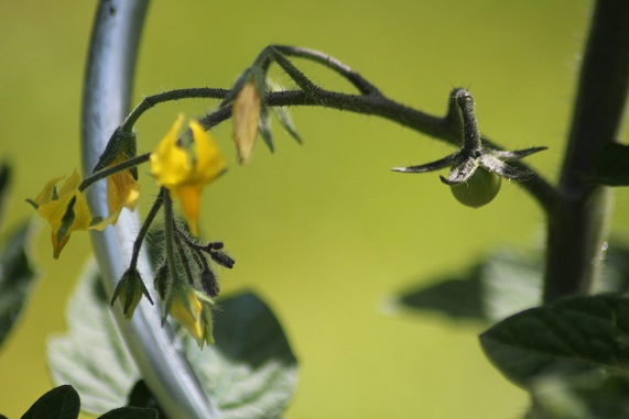 Zluta kytice 2806.JPG