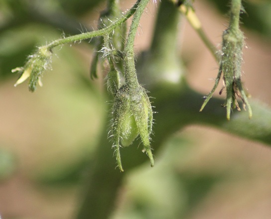 Roma striée 2806.JPG