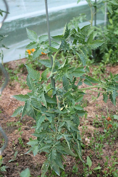 Transparente 2906.JPG