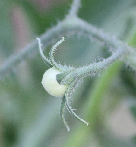 Transparente fruit 2906.JPG