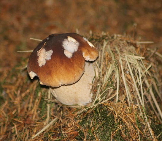 Boletus 3006.JPG