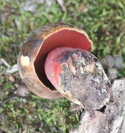 Bolet à pied rouge dessous 3006.JPG