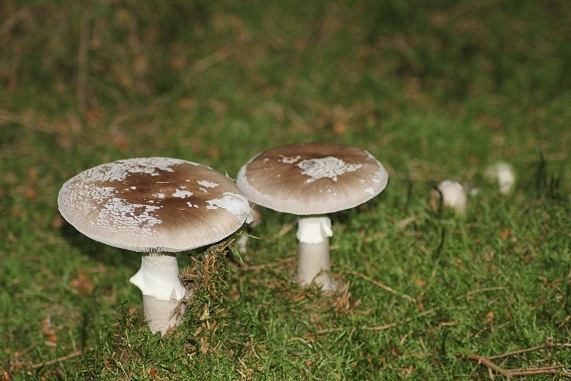 Amanite épaisse 3006.JPG
