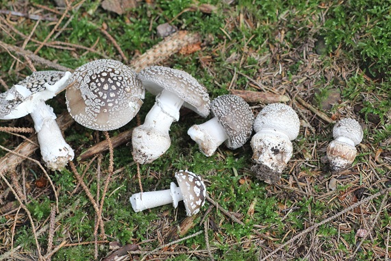 Amanita spissa 2906.JPG