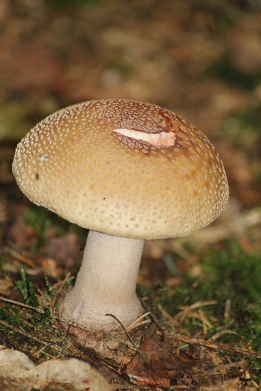 Amanita rubescens 2906.JPG