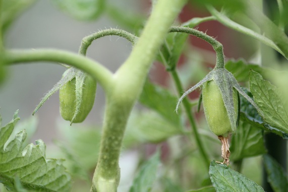 Roma striée 0307.JPG