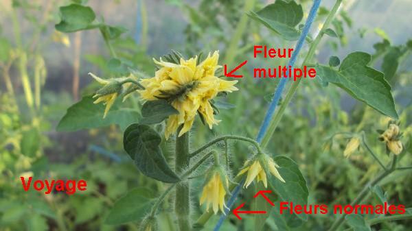 fleur multiple sur variété " Voyage "