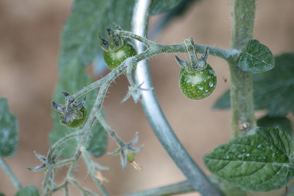 Zluta kytice 0707.JPG