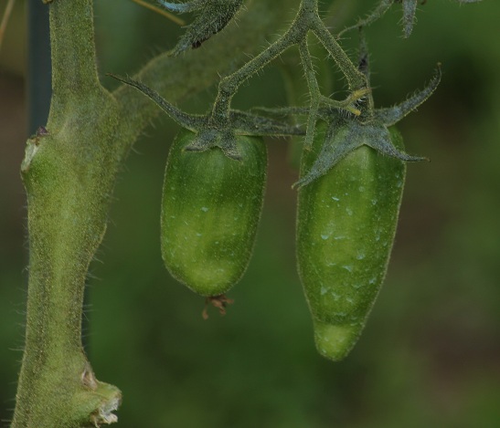 Roma striée 0707.JPG