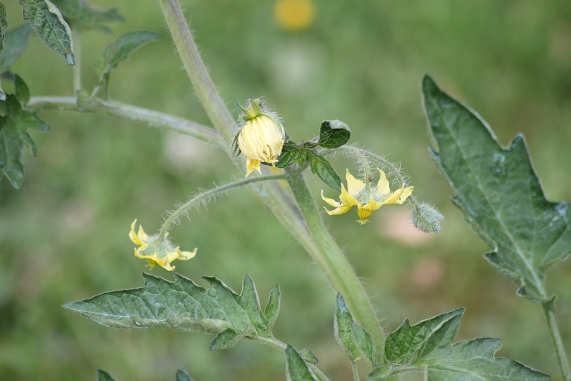 Fleur de Réagir 0707.JPG