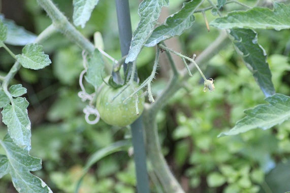 Coulure fleurs tomates 0907.JPG