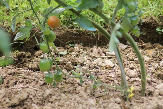 Tel Aviv Train 1107.JPG