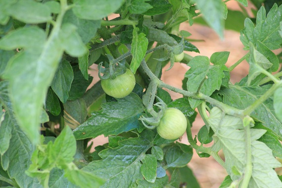 Transparente 1207.JPG