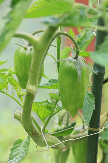 Roma striée 1207.JPG