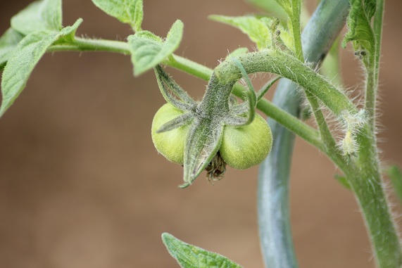 Bloody butcher 1407.JPG