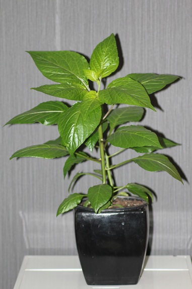 Tsy lany 1707.JPG