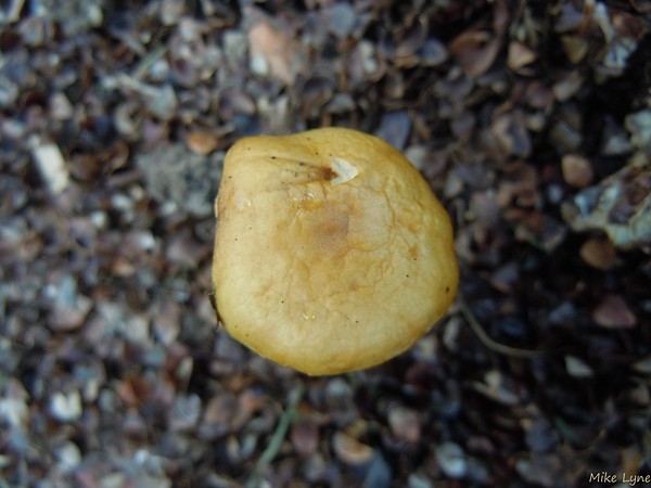 DSCN6430.jpg