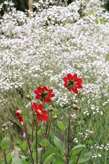 Topmix rouge 1507.JPG