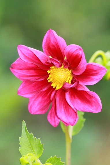 Dahlstar rose 1507.JPG