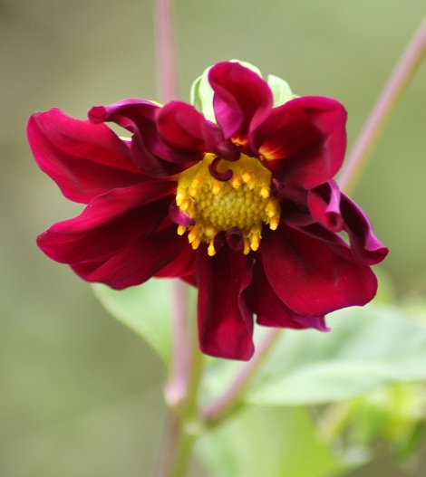Dahlia Dalstar 1907.JPG