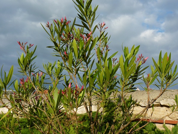 P1050318.JPG