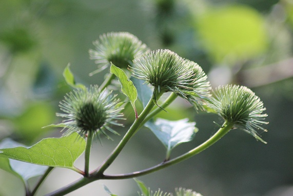 bardane fruit.JPG
