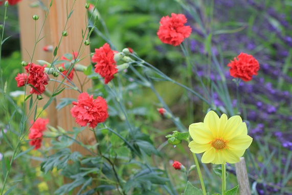 Dahlstar jaune 2107.JPG