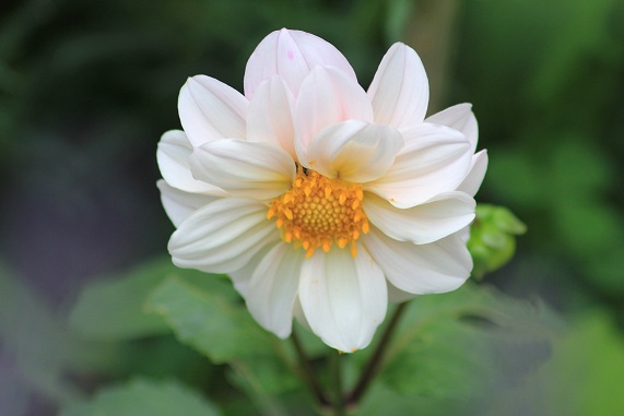 Bishop of Leicester 2107.JPG