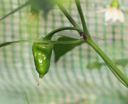 Chile de Puebla 2807.JPG