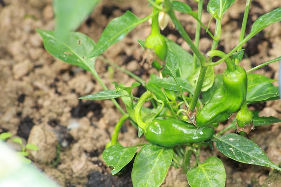 Piment de Bresse 2807.JPG