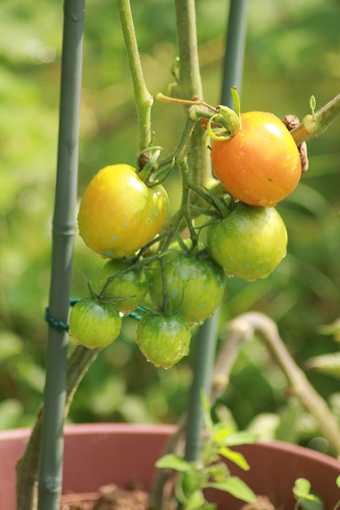 TDV Jaune Pot 2707.JPG