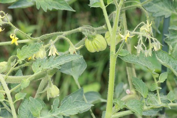 Coeur d'Albenga 2807.JPG