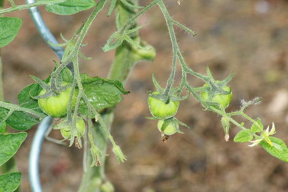 Green Zebra 2807.JPG