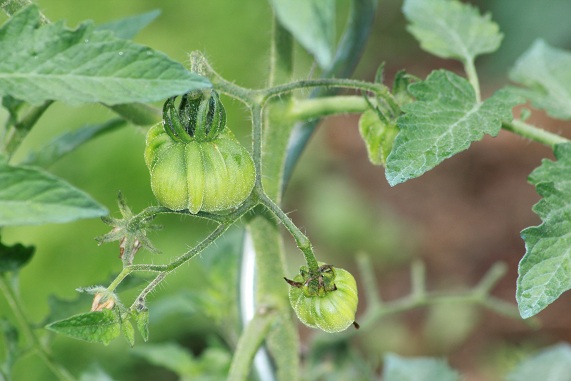 Hungarian Pink Heart 2807.JPG