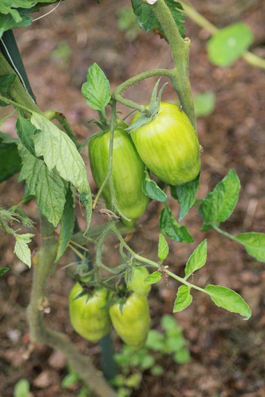 Roma striée 2807.JPG