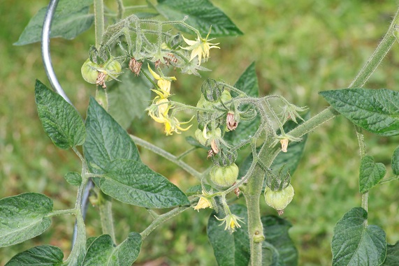 Summer cider apricot 2807.JPG