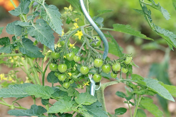 Zluta kytice 2807.JPG