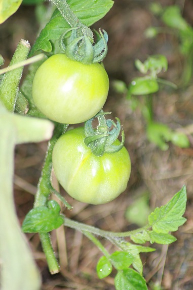 Transparente 2807.JPG