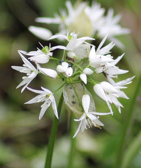Ail des ours fleur 0505.JPG