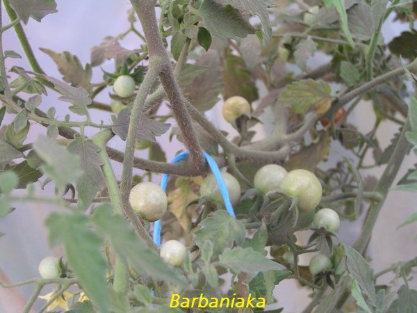 Barbaniaka