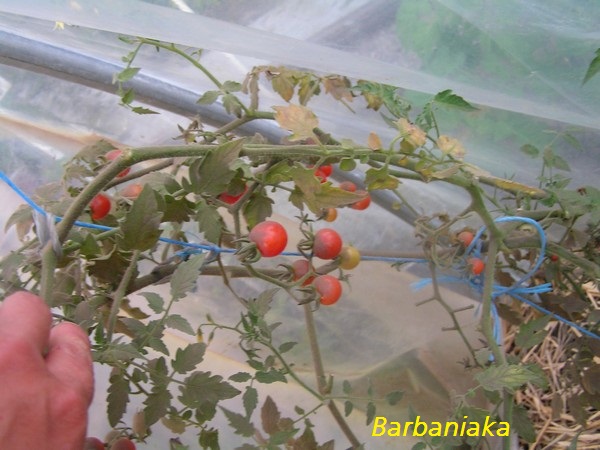 Barbaniaka