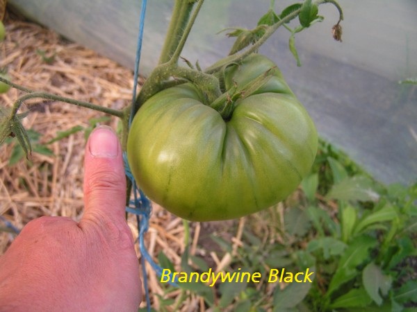 Brandywine Black
