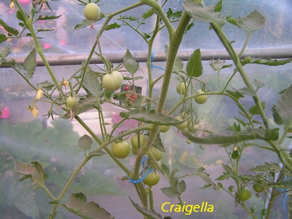 Craigella