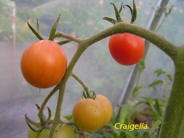 Craigella