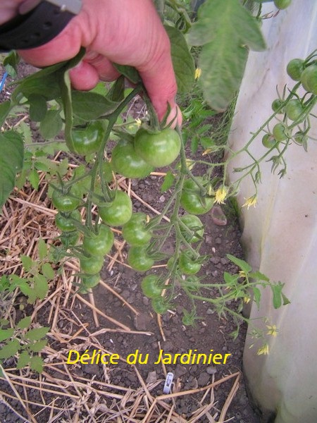 Délice du Jardinier