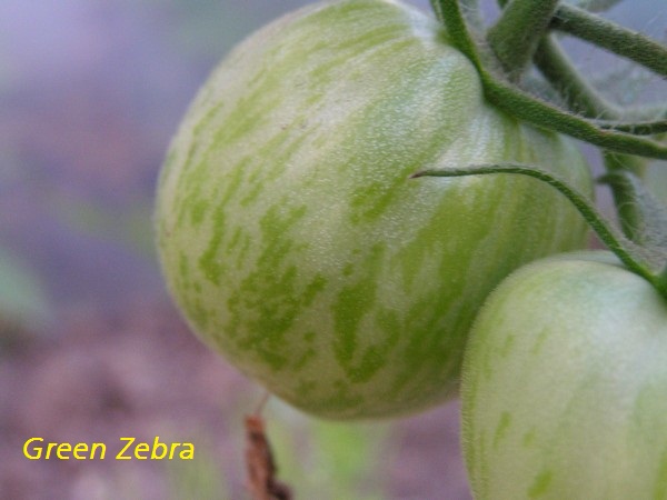 Green Zebra